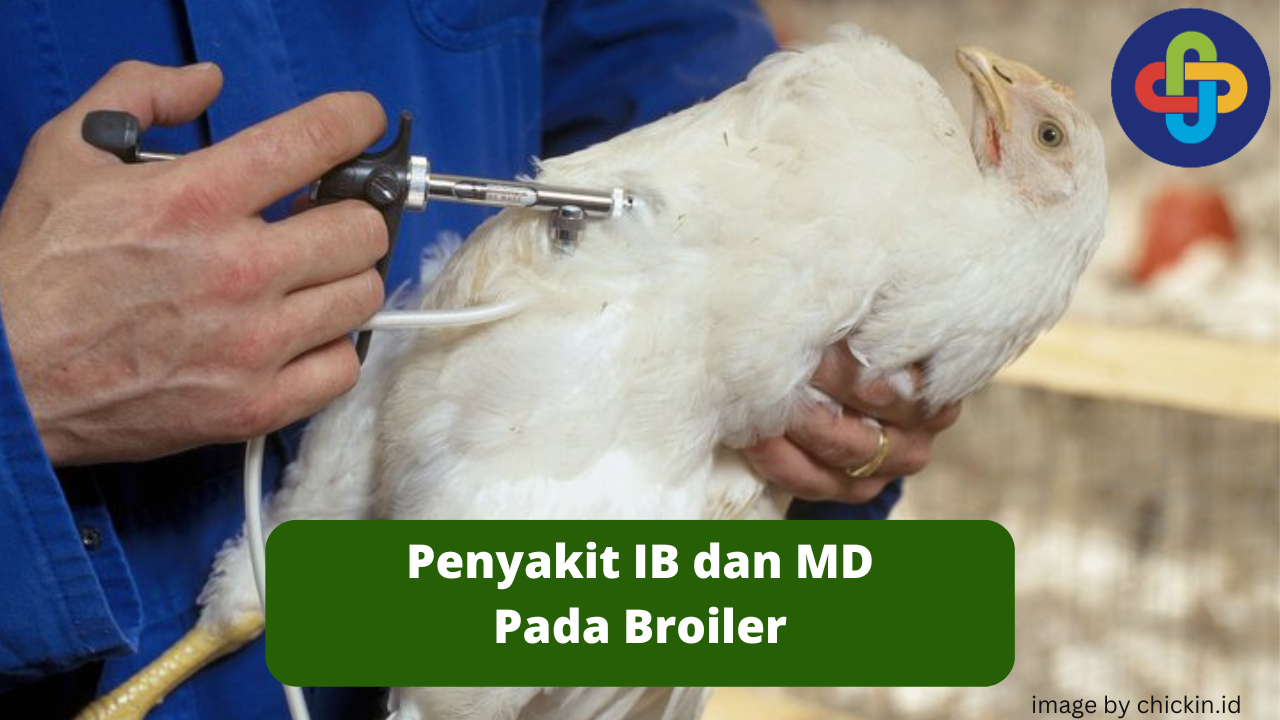 Mengenal Marek Disease dan Infectious Bronchitis Pada Broiler